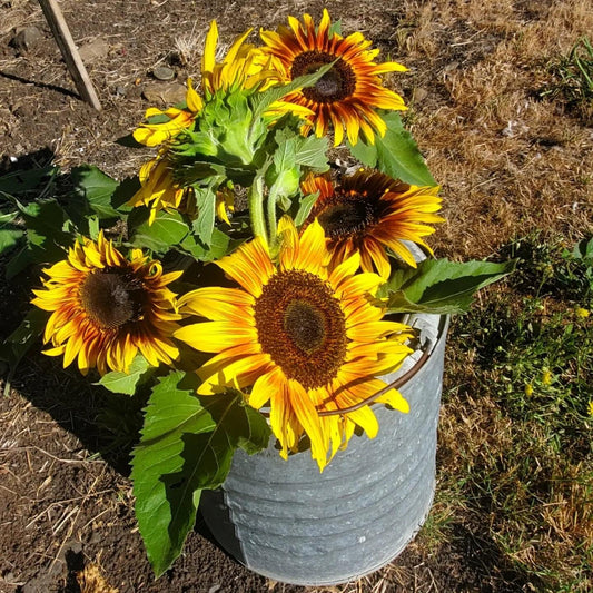 Sunflowers