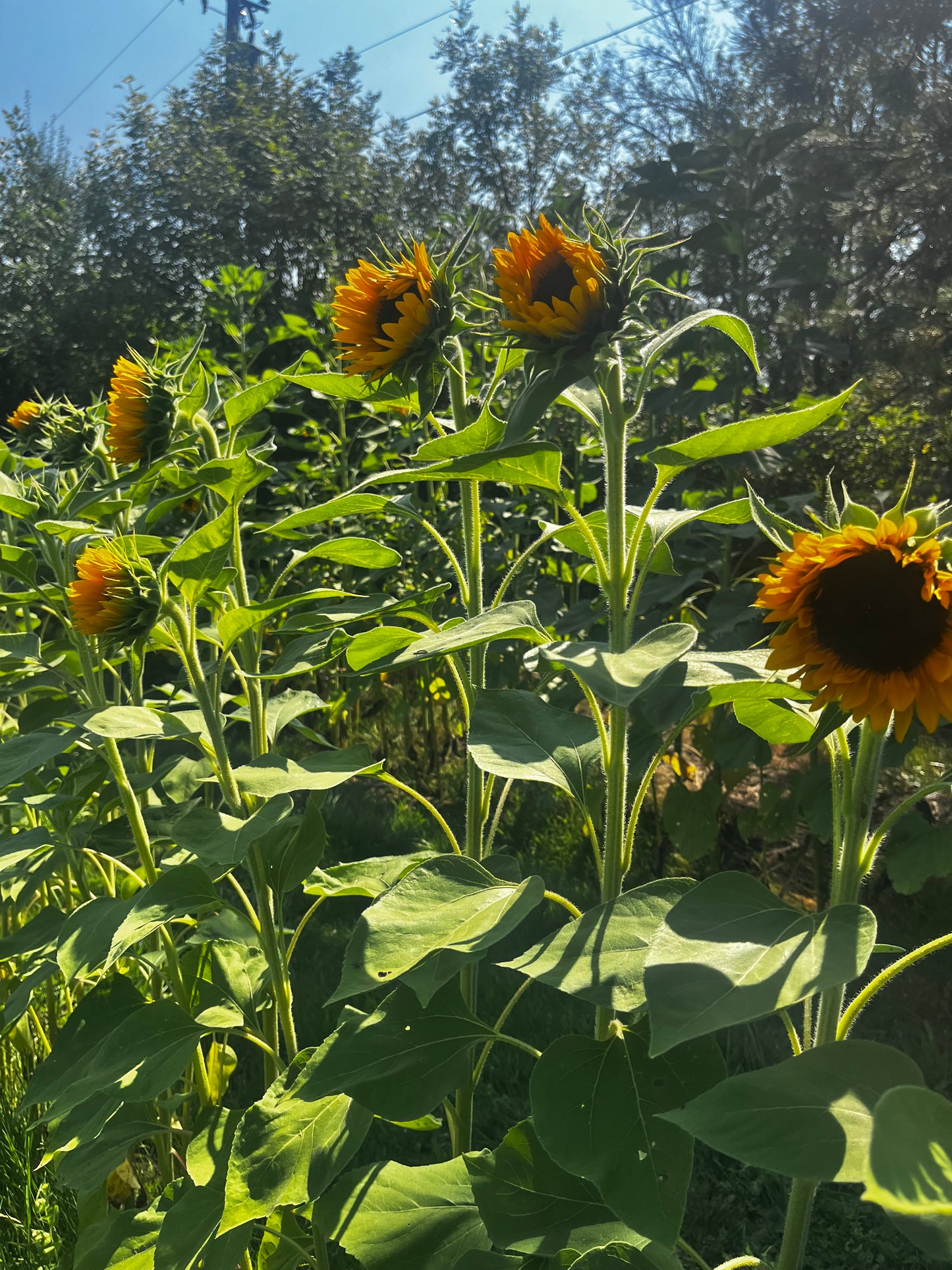 Sunflowers